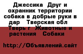Джессика. Друг и охранник территории собака в добрые руки в дар - Тверская обл., Тверь г. Животные и растения » Собаки   